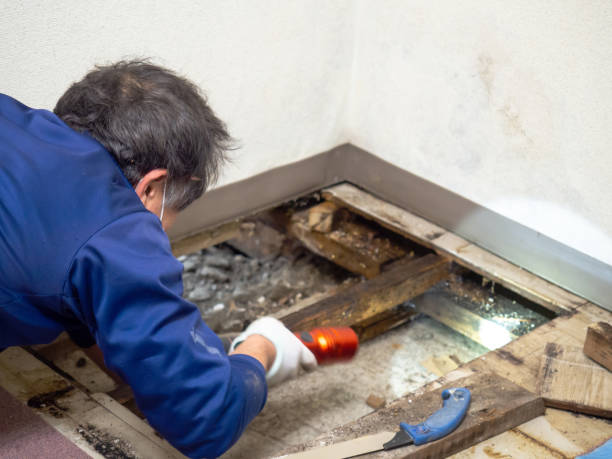 Best Emergency Mold Remediation in Castalia, OH