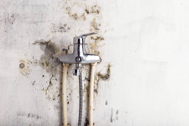 Professional Mold Remediation in Castalia, OH