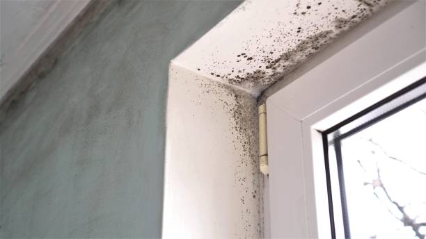 Best Black Mold Remediation in Castalia, OH