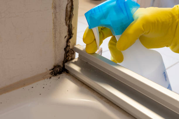 Best Crawl Space Mold Remediation in Castalia, OH